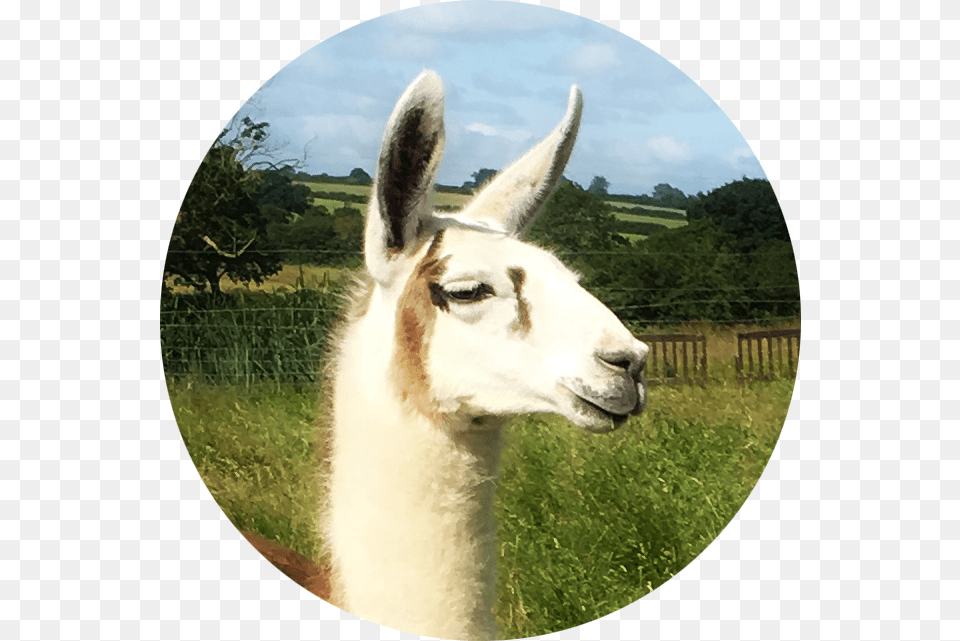 Luca Llama, Animal, Mammal, Antelope, Wildlife Free Transparent Png