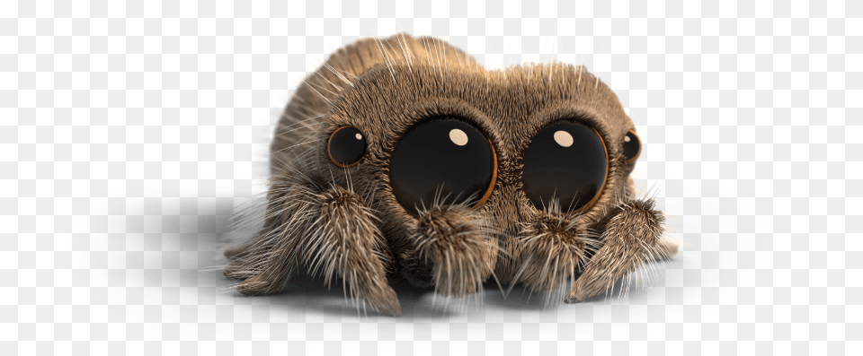 Lucas The Spider No Background, Animal, Invertebrate, Cat, Mammal Png Image