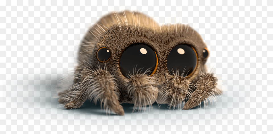 Lucas The Spider Peluche, Animal, Invertebrate, Bird, Bee Png