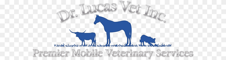 Lucas Victoria, Animal, Colt Horse, Horse, Mammal Free Transparent Png