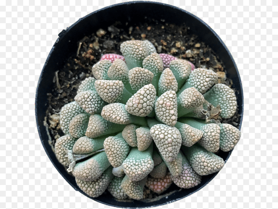 Luckhoffii Hedgehog Cactus, Plant Free Png Download
