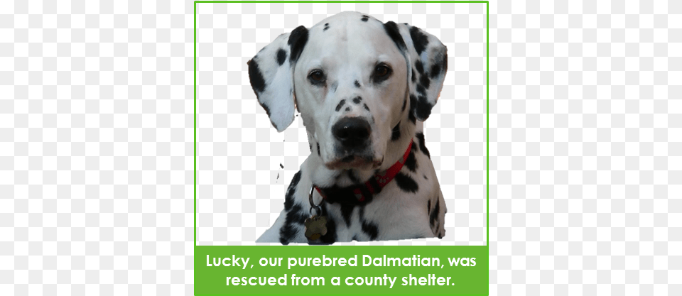 Lucky Adopted Portable Network Graphics, Animal, Canine, Mammal, Dog Png