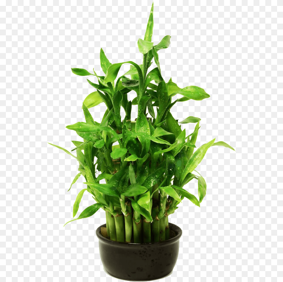 Lucky Bamboo, Plant Free Transparent Png
