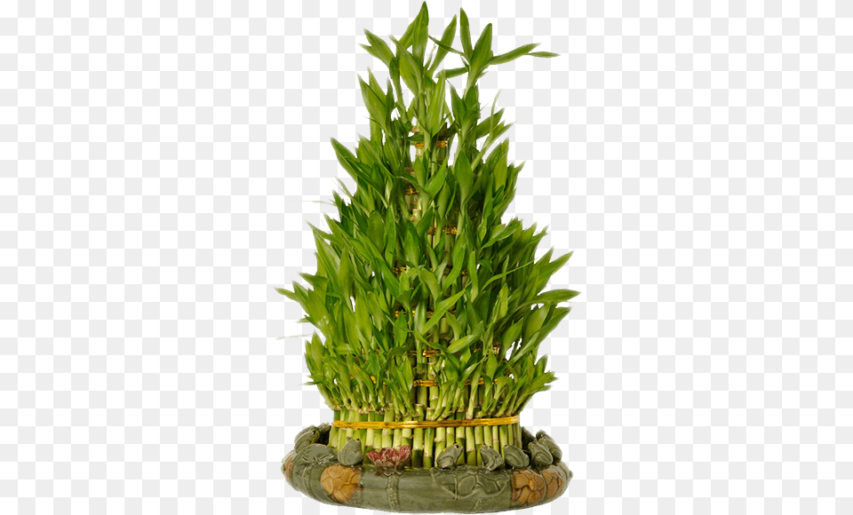 Lucky Bamboo Plant Free Png