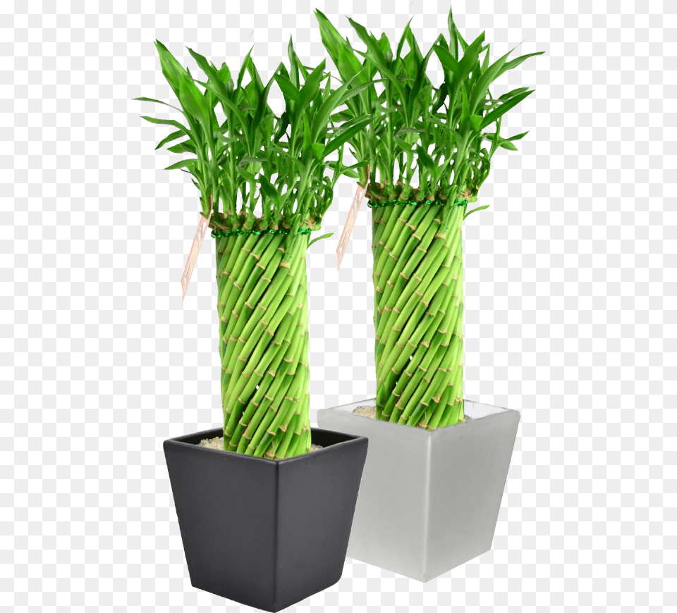 Lucky Bamboo Plant Designs, Jar, Planter, Potted Plant, Pottery Free Png Download