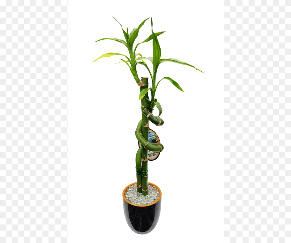 Lucky Bamboo Size D Ceramic Pot Lucky Bamboo, Plant, Flower, Flower Arrangement, Potted Plant Free Png