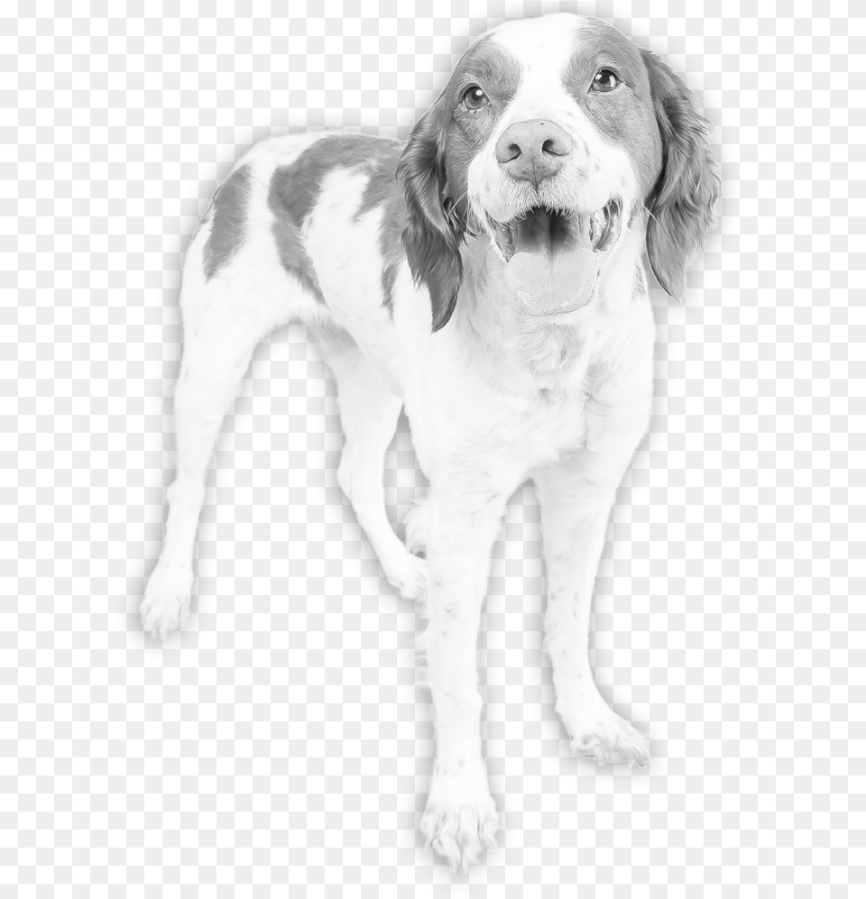 Lucky Dogs Animal Rescue Pointing Dog, Canine, Mammal, Pet, Pointer Png