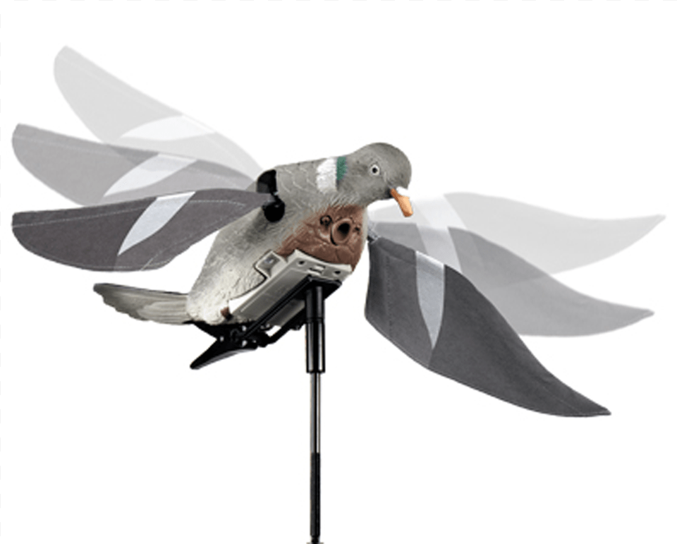 Lucky Duck Rapid Flyer Pigeon Flapping Pigeon Decoys, Animal, Bird, Dove Free Transparent Png