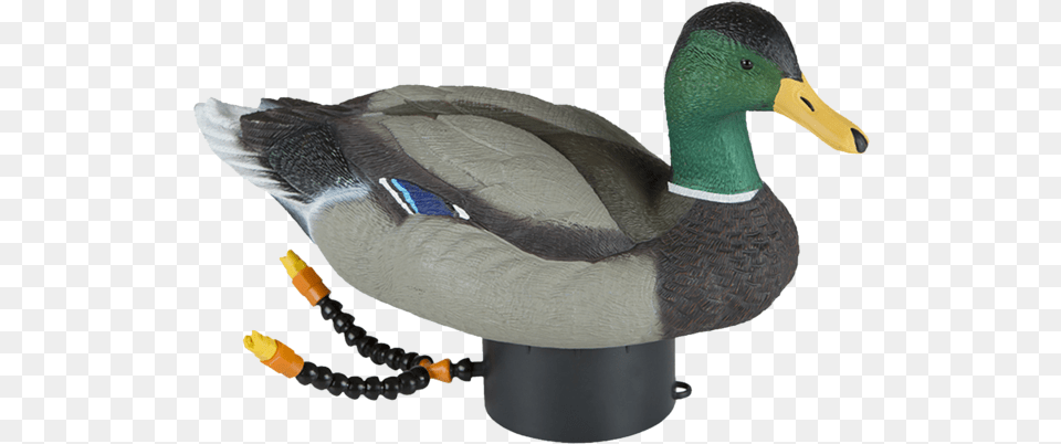 Lucky Duck Super Swimmer Hd Lucky Duck Swimmer, Animal, Anseriformes, Bird, Waterfowl Free Png