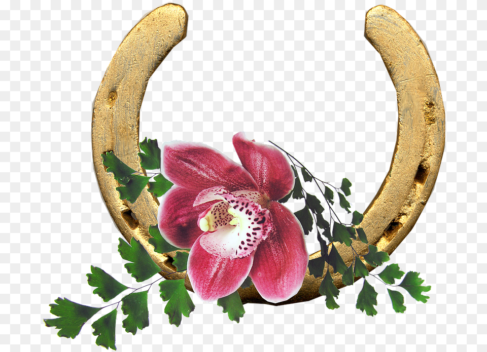 Lucky Flower Of Horse, Plant, Horseshoe Free Transparent Png