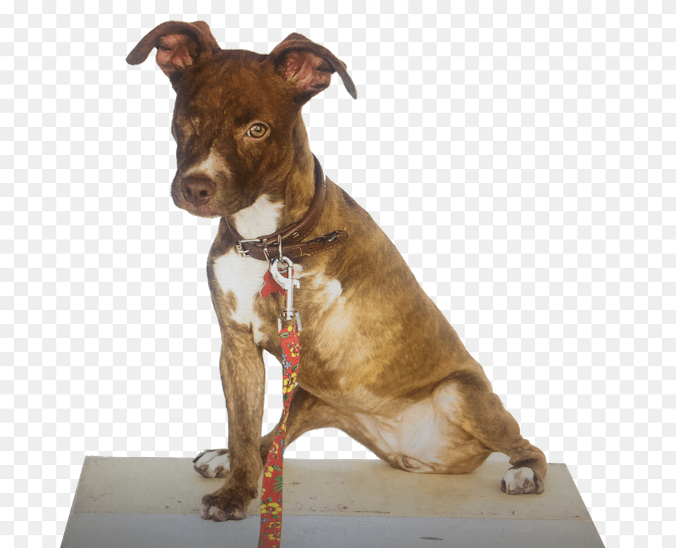 Lucky Leash Of Hope Treeing Tennessee Brindle, Accessories, Strap, Animal, Canine Free Png Download
