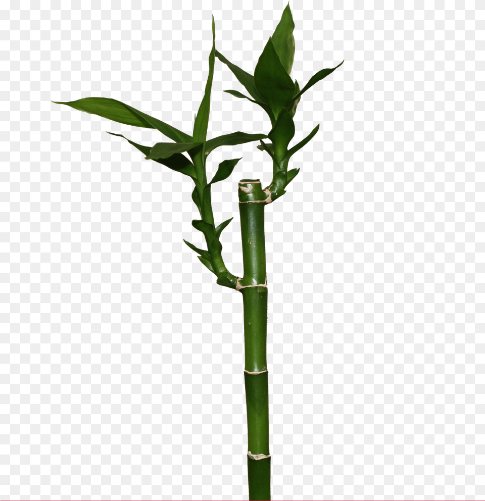 Lucky Recht Lucky Bamboo, Plant Free Png Download