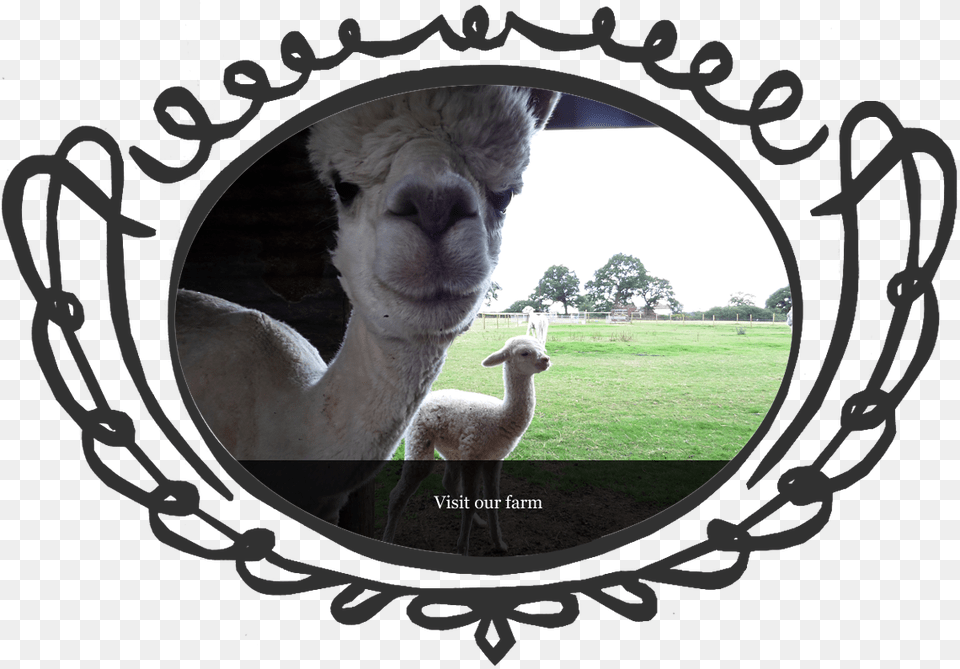 Lucky Tails Alpaca Farm Entry With Alpaca Walk For, Animal, Livestock, Mammal, Sheep Png