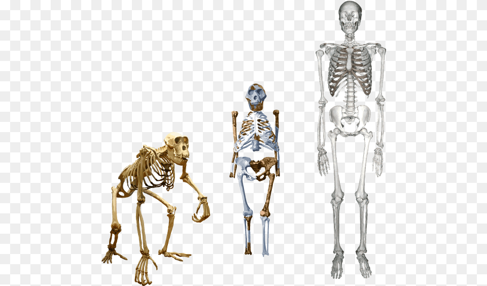 Lucy Compared To Humans, Skeleton, Person, Animal, Dinosaur Free Png