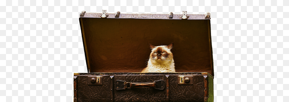 Luggage Bag, Animal, Cat, Mammal Free Transparent Png