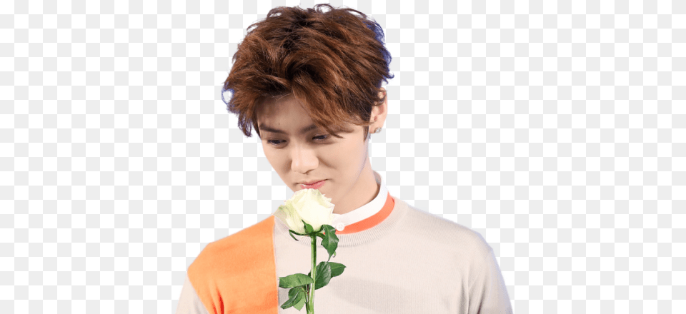 Luhan Exo, Smelling, Rose, Plant, Person Free Transparent Png