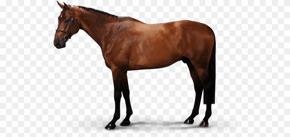 Luke Skywalker Td Z Horse, Animal, Colt Horse, Mammal, Stallion Free Png