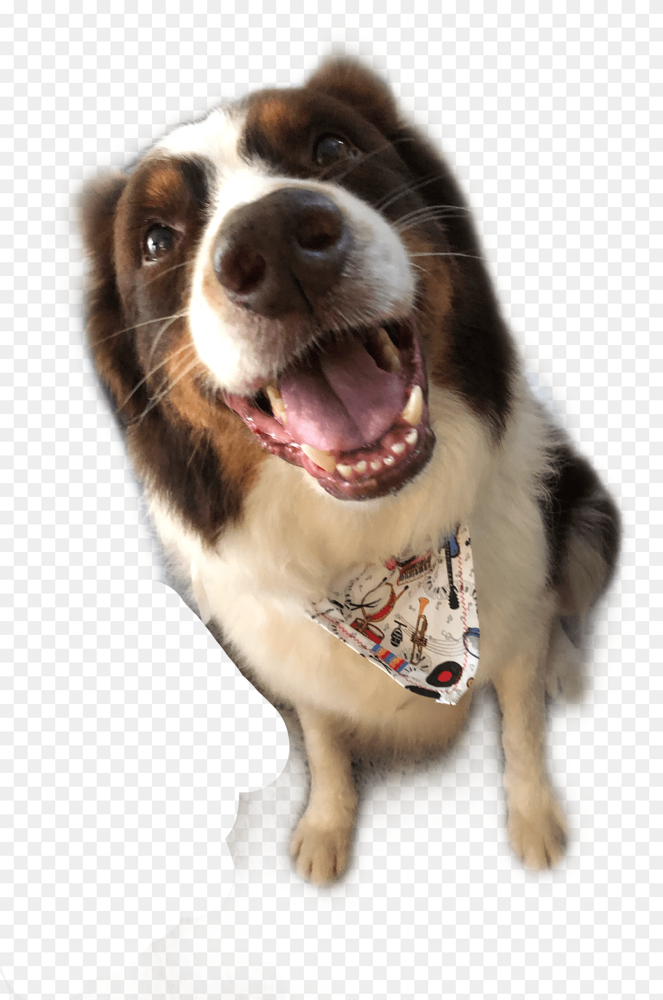 Lul Freetoedit Bernese Mountain Dog, Book, Novel, Publication, Adult Free Transparent Png