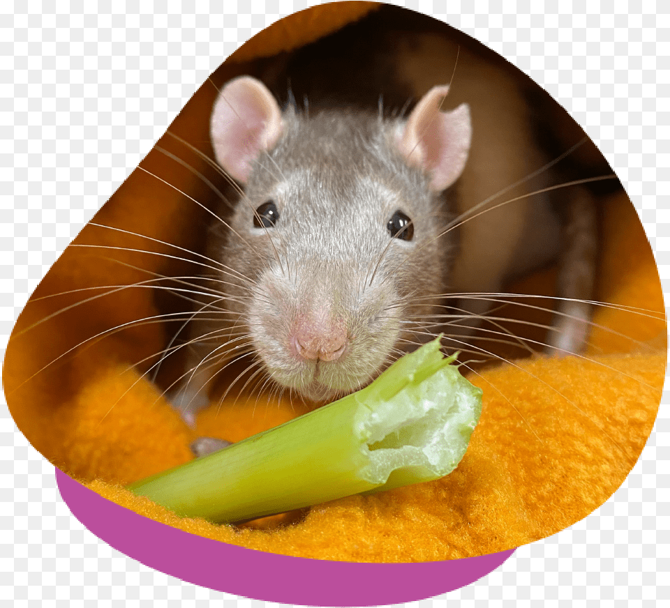 Lumps And Bumps In Mice Rats Should You Visit A Vet Small Animal Food, Mammal, Rodent, Rat Free Png