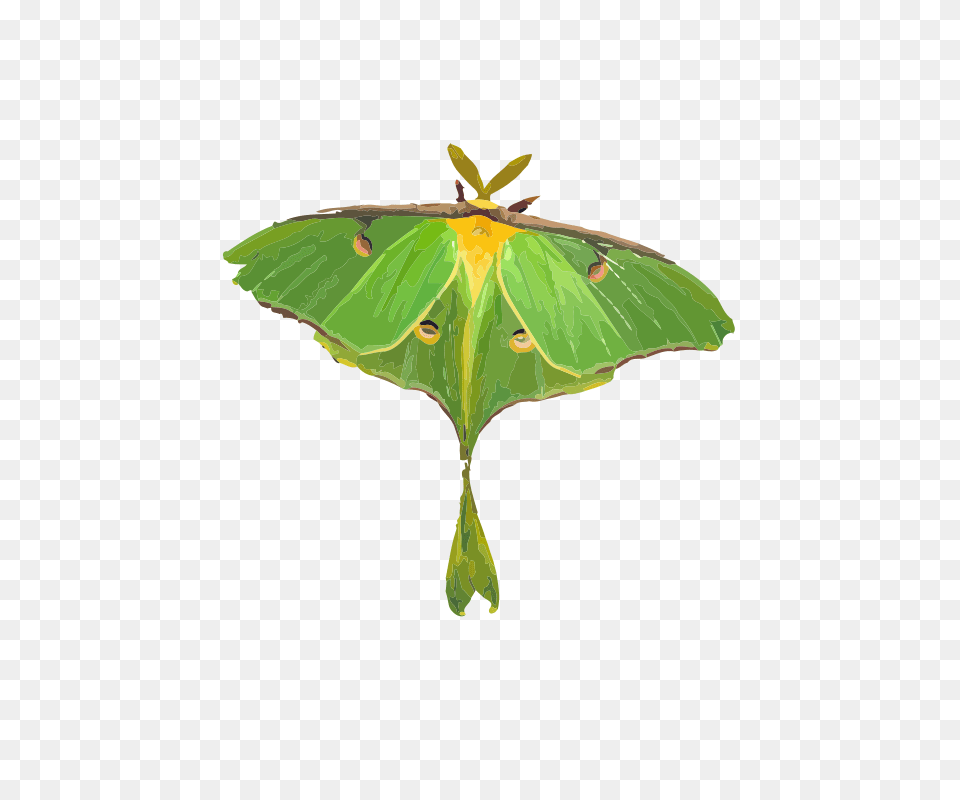 Luna Moth, Animal, Butterfly, Insect, Invertebrate Png