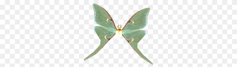 Luna Moth, Animal, Butterfly, Insect, Invertebrate Png