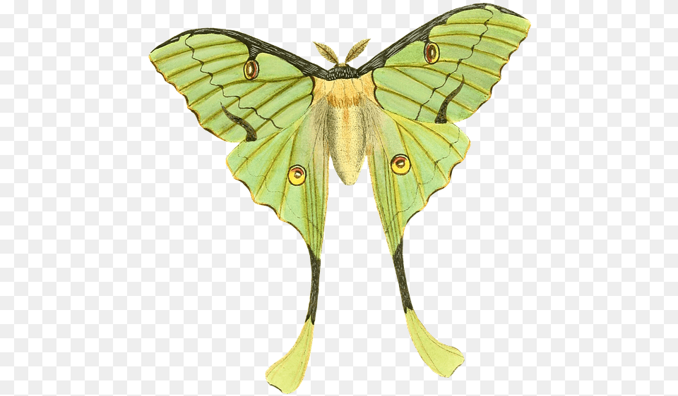 Luna Moth, Animal, Insect, Invertebrate, Butterfly Png Image