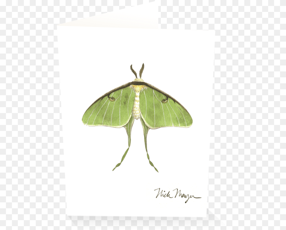 Luna Moth, Animal, Butterfly, Insect, Invertebrate Png