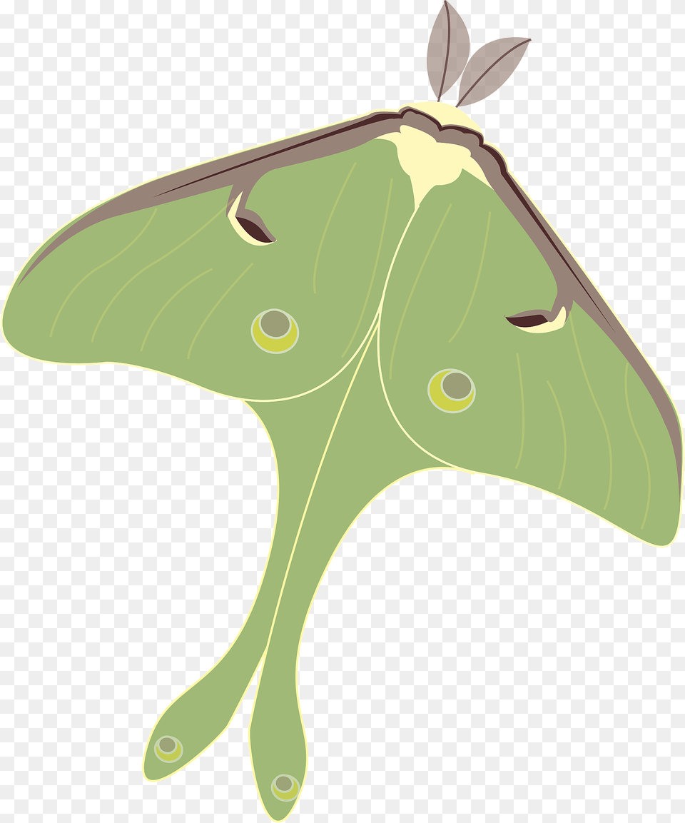 Luna Moth Clipart, Animal, Butterfly, Insect, Invertebrate Png Image