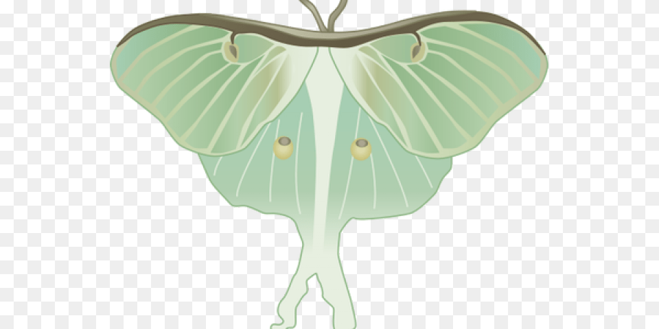 Luna Moth Clipart Luna Moth, Animal, Butterfly, Insect, Invertebrate Free Transparent Png