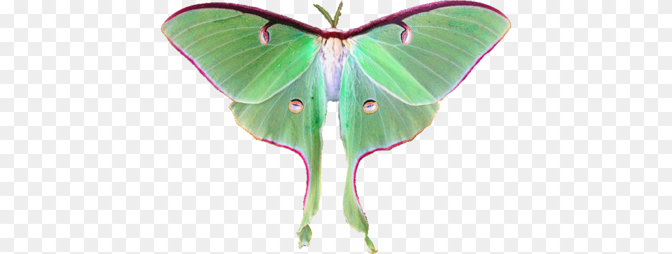 Luna Moth Fairy Moth, Animal, Butterfly, Insect, Invertebrate Png Image