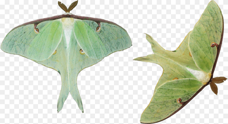 Luna Moth On White Background, Animal, Butterfly, Insect, Invertebrate Png