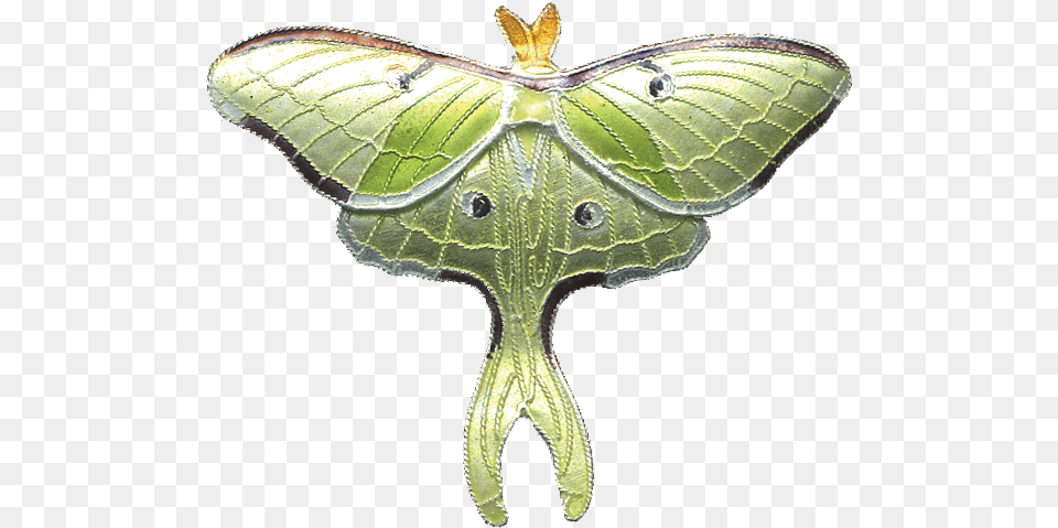 Luna Moth Pin, Animal, Butterfly, Insect, Invertebrate Free Transparent Png
