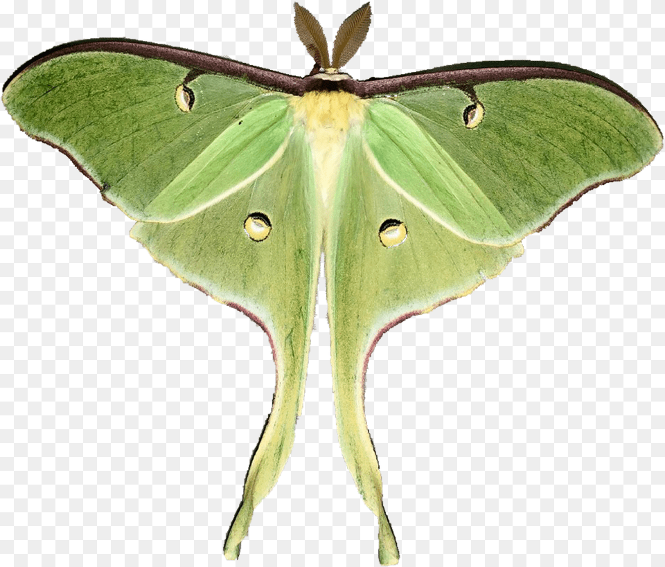 Luna Moth Transparent, Plant, Animal, Butterfly, Insect Png