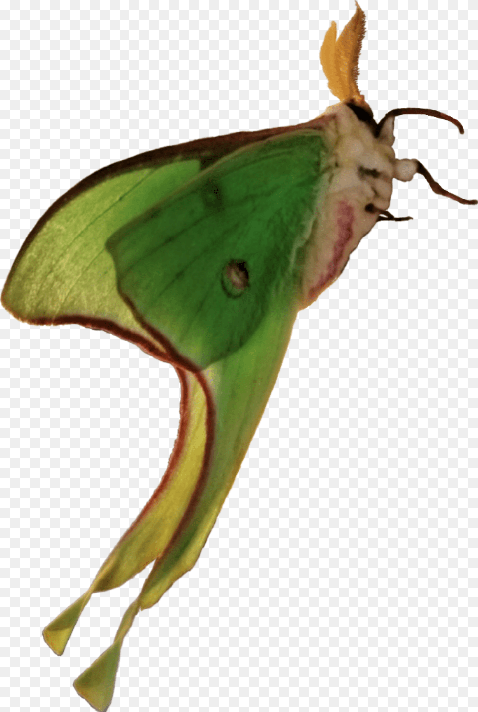 Lunamoth Moth Photography Animal Insect Remixit Luna Moth, Plant, Butterfly, Invertebrate Png Image