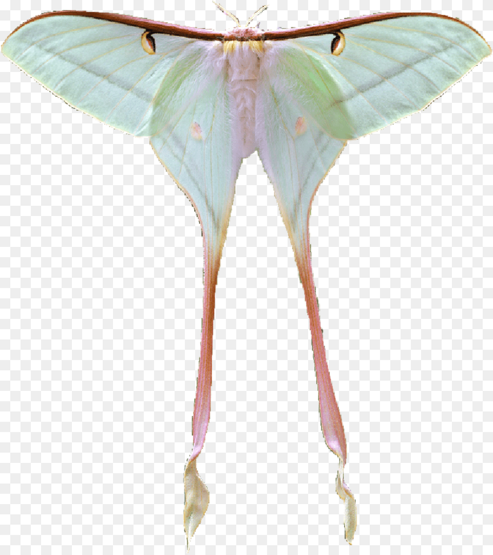 Lunamoth Moth Sticker Moon Moth Plant, Animal, Butterfly, Insect Free Transparent Png