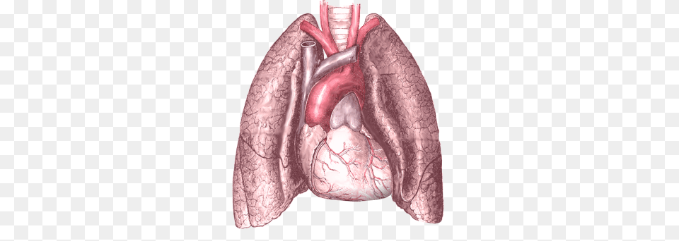 Lung Free Png