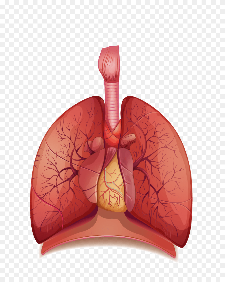 Lung, Body Part, Stomach, Face, Head Png