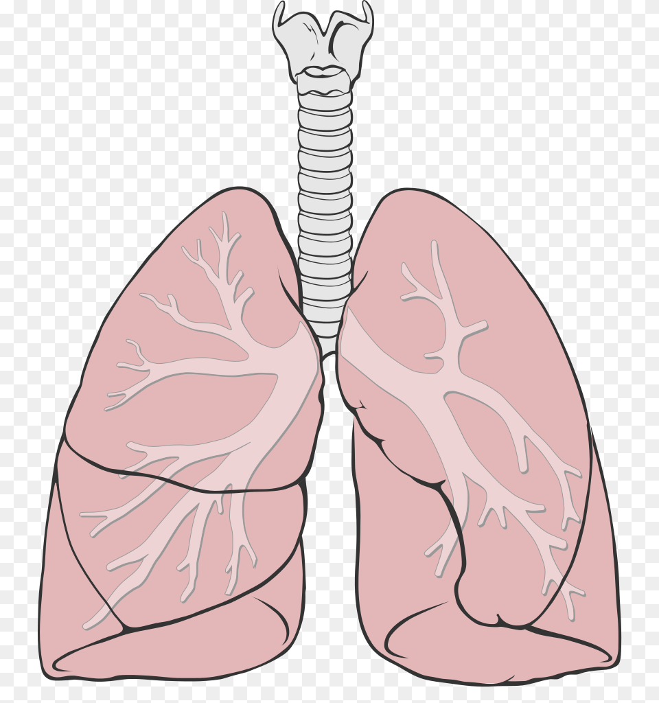 Lung, Face, Head, Person Png