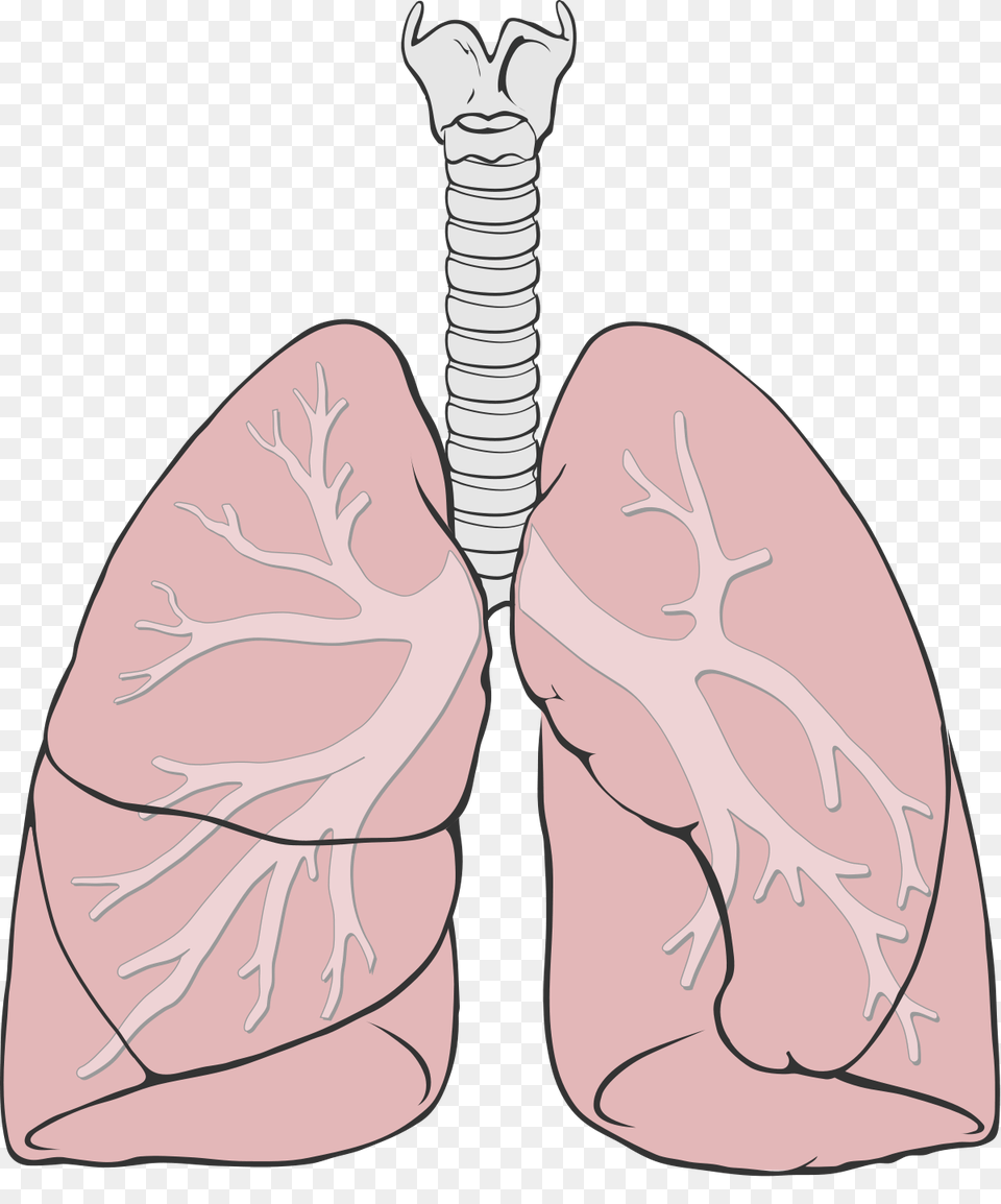 Lung, Face, Head, Person Png Image