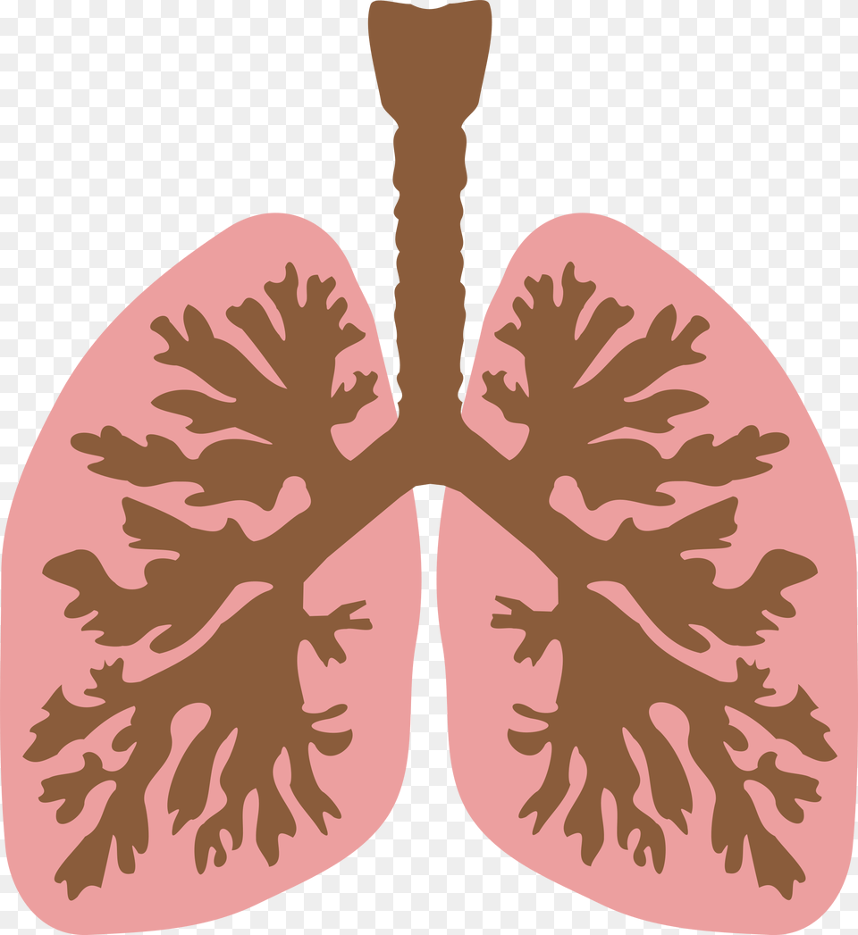 Lung, Person, Flower, Plant, Face Png