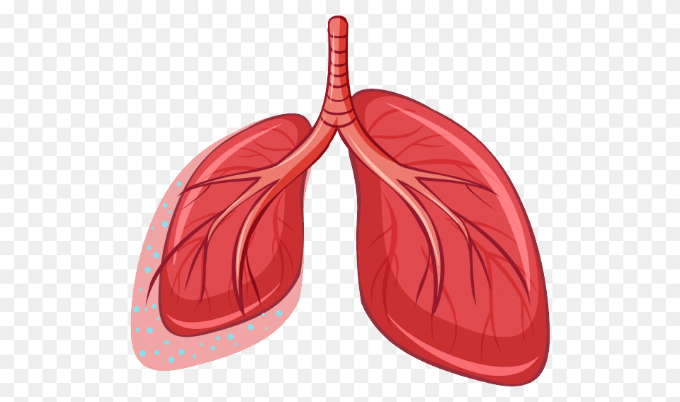 Lung, Food, Produce Free Png Download