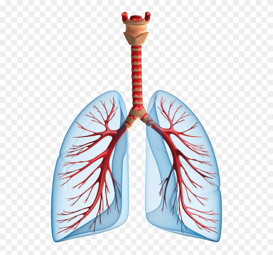 Lung, Accessories Free Png