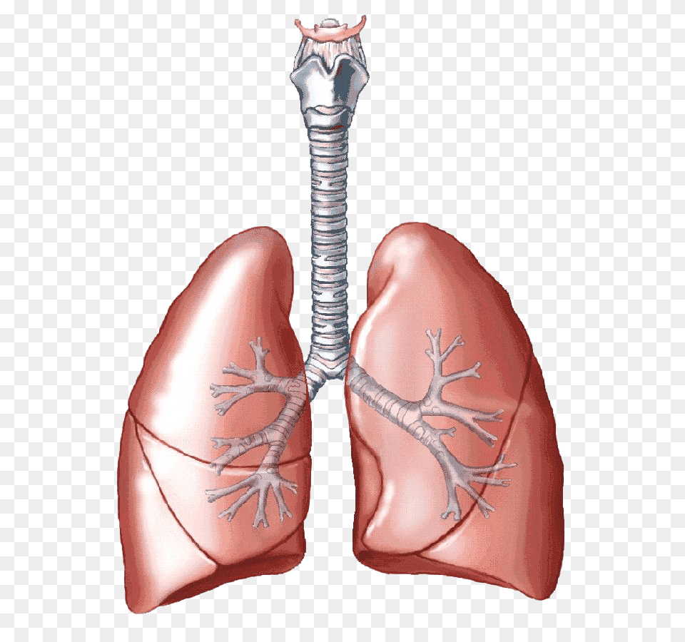 Lung, Electronics, Hardware, Head, Person Png