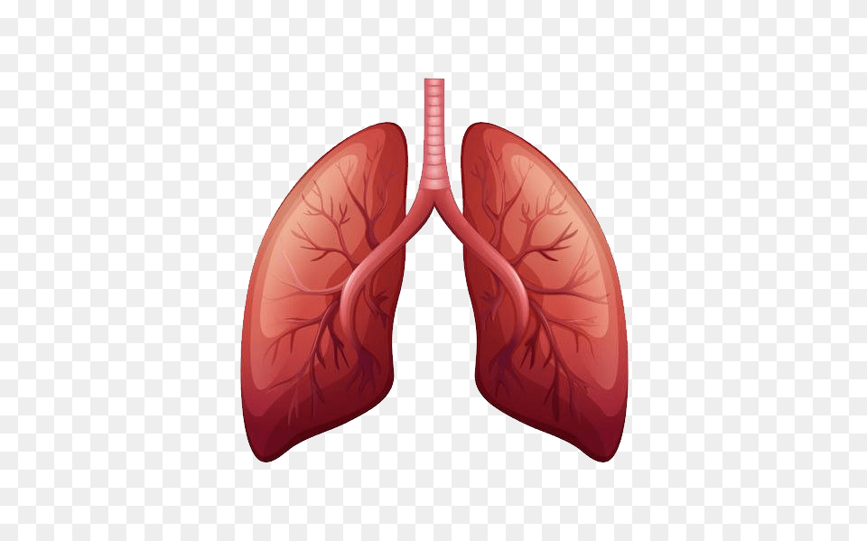 Lung, Heart, Smoke Pipe, Body Part, Stomach Png