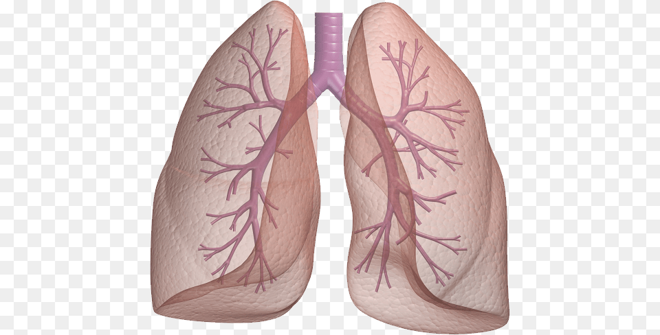 Lung, Person, Skin, Face, Head Free Transparent Png