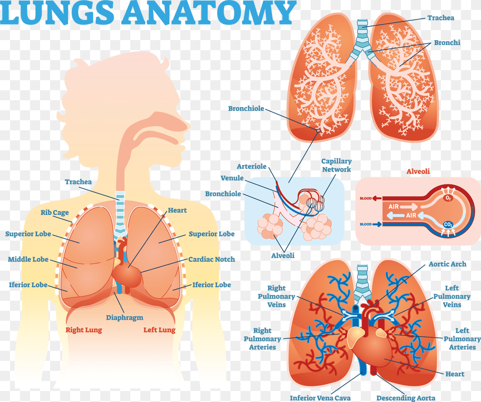 Lung Anatomy Diagram Lung Anatomy Alveoli, Person, Head Png