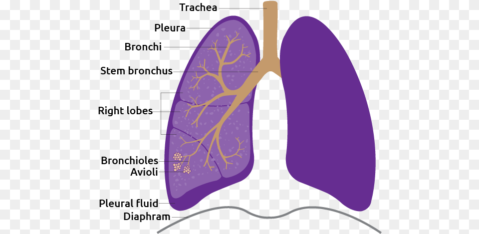 Lung Animal, Purple, Ct Scan, Food, Fruit Free Png Download