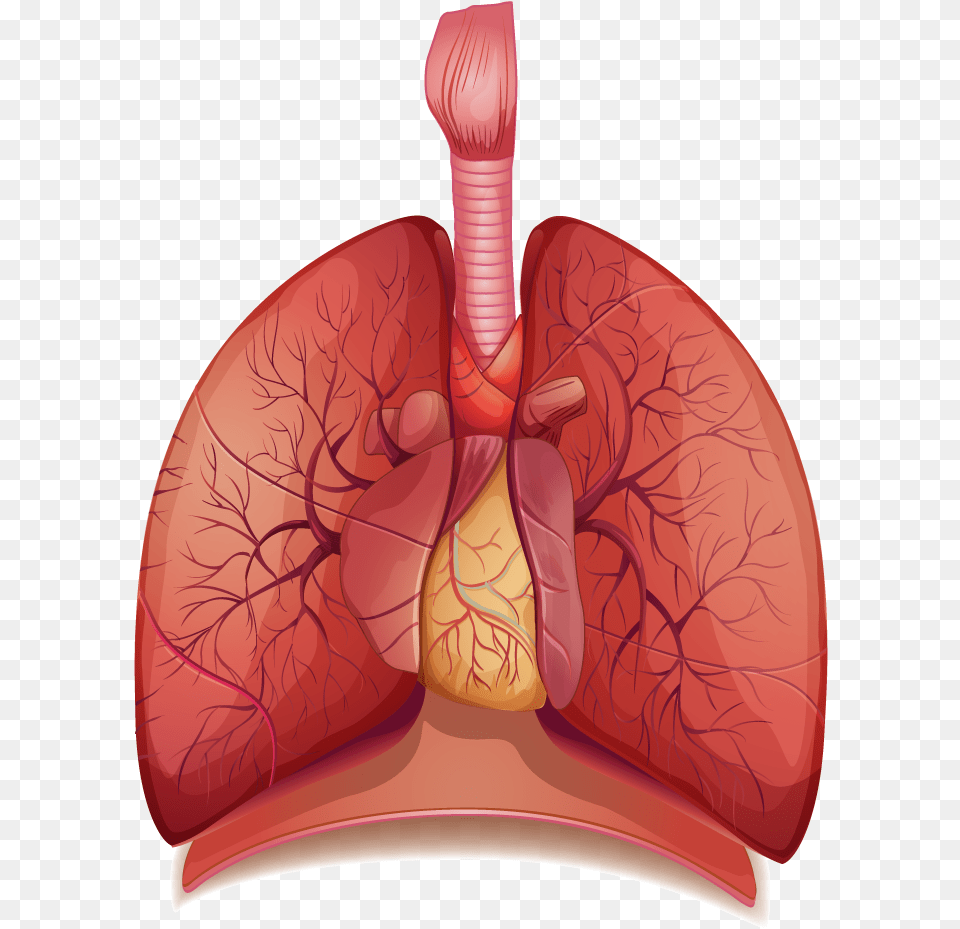 Lung Clipart 2 Image Does Asthma Look Like, Body Part, Stomach, Face, Head Png