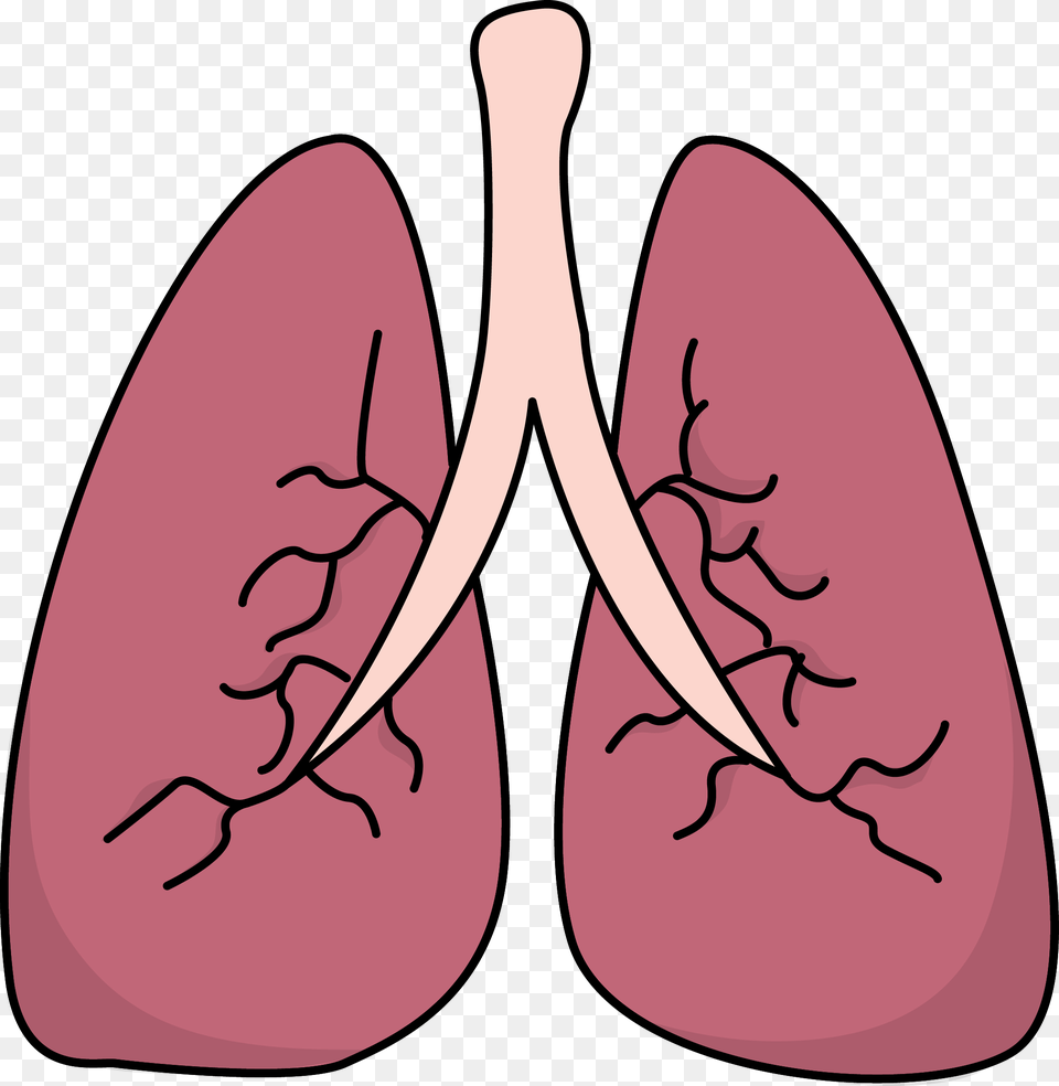 Lung Clipart Free Png