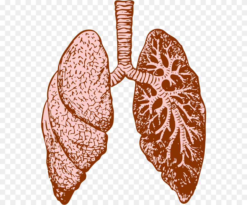 Lung Dealing With Bronchitis Overcoming Bronchitis And, Accessories Free Transparent Png